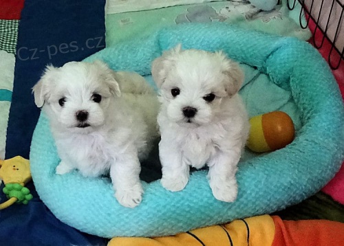 zdrav� �t���tka maltsk� 