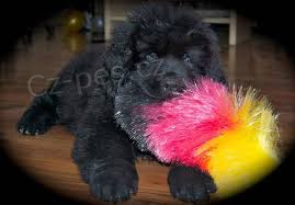 novofundlandsky �t��ata