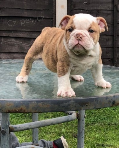 roztomil� �t���tka cht�j� sv�j nov� domov