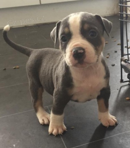 moje roztomil� �t���tka p�ipravena k adopci