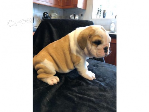 Anglick� buldok �t��ata