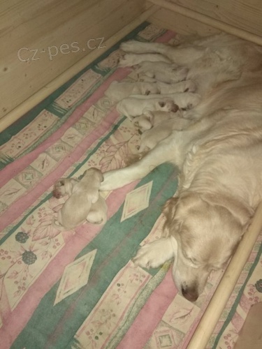 Zad�v�me �t��ata s PP