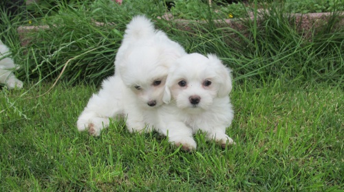 zdrav� �t��ata malt�tinal 