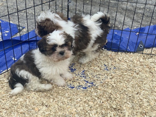 shih tzu 11 tdn star. jed pro plan potraviny pmo z vaku a jsou pln odstaveni z mmy. maj prvn sadu zbr.