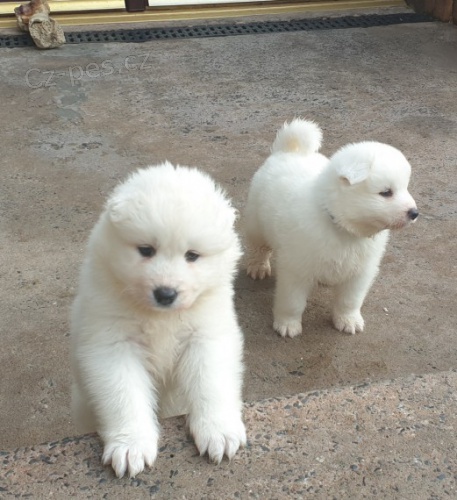 Samojed *~�t��ata~ k adopci