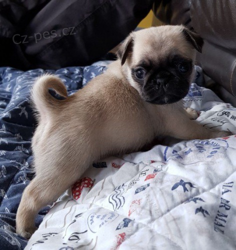 Domc __zvedl (Pug (tata pro dobr domov