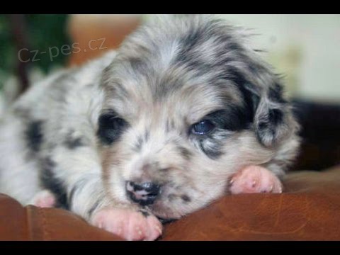 kr�sn� �t��ata border kolie pro p�ijet�