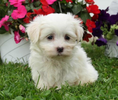 Ply�ov� maltsk� �t���tka