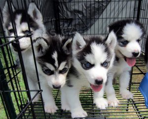 Sibi�sk� husky �t��ata