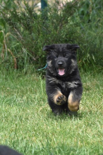 N�meck� ov��k - �t���tka