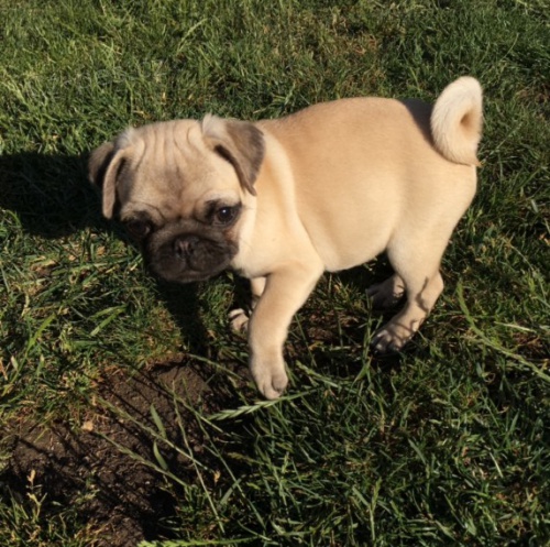 roztomil� a roztomil� �t���tka k adopci.