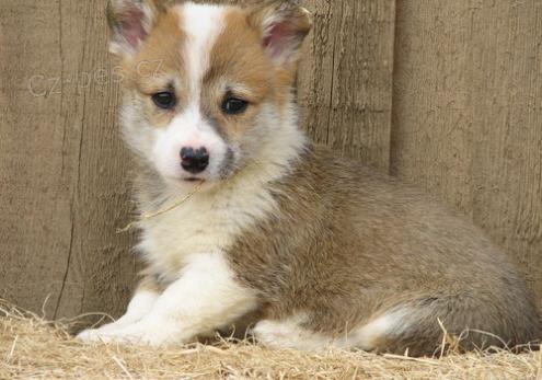 roztomil� a roztomil� �t���tka k adopci.