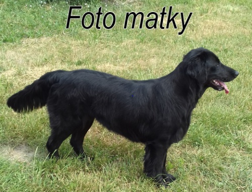 Flat Coated Retriever  �t. s PP 