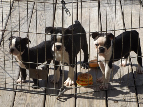 Bostonsky  teri�r �t��ata 10 t�dn�. �istokrevn� a registrovan�.