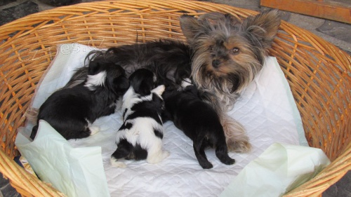 �t��ata Spaltbiewer york