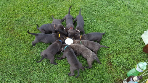 Bandog �t��ata