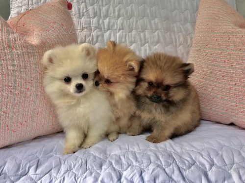 Energetic �t���tka Pomeranian 