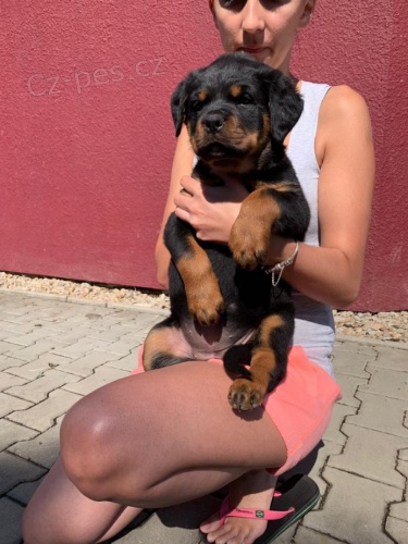 Rottweiler - �pi�kov� �t�nata 