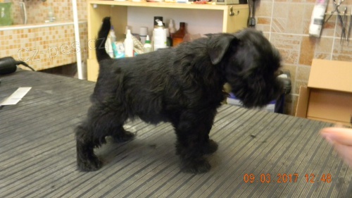 Kn�ra� mal� s pp