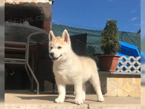 �istokrevn� �t�n� sibi�sk�ho Husky