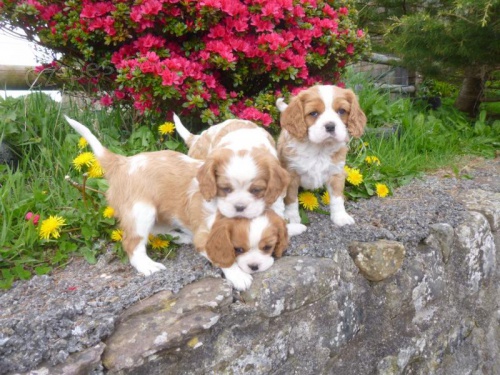 Kaval�r King Charles �pan�l �t��ata pro p�ijet�. Mu�i a samice, v�ichni jsou registrov�ni