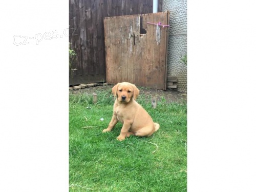 Fox red labrador �t��ata