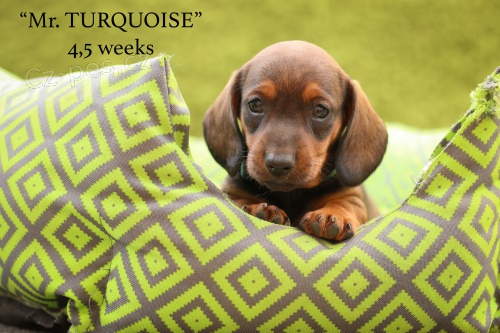 Jezev��k standard hladkosrst�