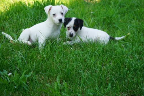 zdrav ttka Parson Jack Russell terir pro pijet