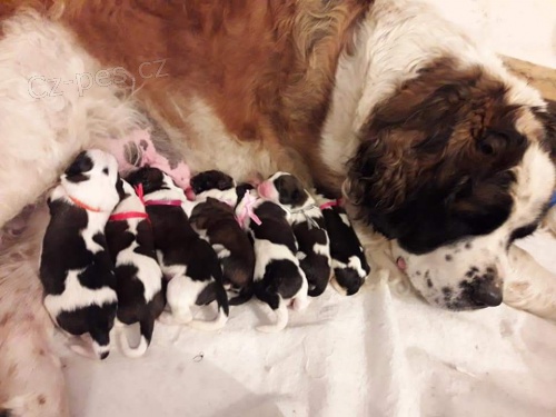 Moskevsk� str�n� pes-�t��atka