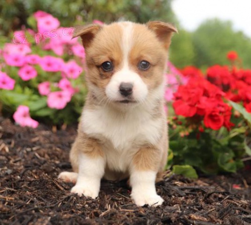 Jedine�n� �t��ata vel�sk�ho Corgi (Pembroke)