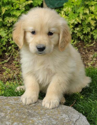 Velmi p��telsk� �t���tka zlat�ho retr�vra