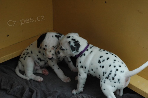 kaval�r King Charles �pan�l �t��ata a nem��e b�t ponech�na sama na dlouhou dobu, pro psy p��telsk� k rodin�m, se v�emi z�b�ry