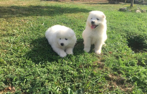 �chvatn� samojedsk� �t���tka pro v�s! Tam je n�dhern� hypoalergenn� kab�t z n�j d�l� ide�ln� k mazlen� se na relaxa�n� den doma. Peklo U�ijte si ho na proch�zku po chodn�ku za slune�n�ho po�as� den. opravdu vz�cn� a vz�cn�