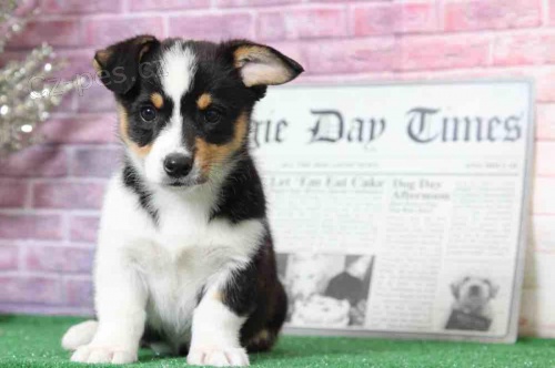 Pembroke Welsh Corgi tata potebuj nov domov