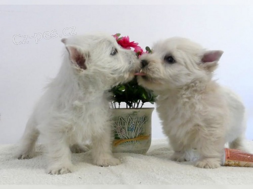 tata Coton de Tulear, kter jsou registrovna a jsou provena veterinem, dokonila prvn a druh okovn,