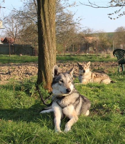 �t���tka Saarloosova vl��ka