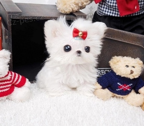 N�dhern� ��lek Maltsk� �t���tka, 1 samec a 1 fena, Registrov�no. Rodi�e jsou rodinn� mazl��ci; m�ma a t�ta jsou 4 lbs. V�ichni jsou miluj�c�, p��tel�t� a velmi hrav�. Byli vychov�v�ni s d�tmi a dal��mi dom�c�mi mazl��ky. Ocasy ukotven� a rosy dr�py odstra