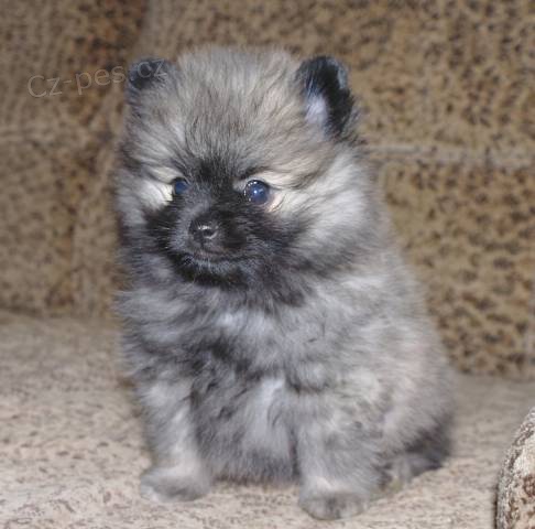N�meck� �pic trpasli��/pomeranian