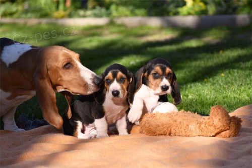 Basset hound Nejvce rozkon istokrevn zdrav certifikovan ttka budou k dispozici s extra dlouhmi uima. Skvl s dtmi.