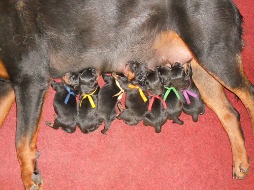 Rotvajler , rottweiler - �t��ata s PP