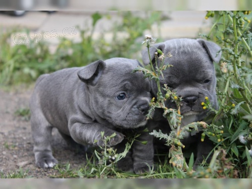 francouzsk� buldo�ek �t��ata k dispozici