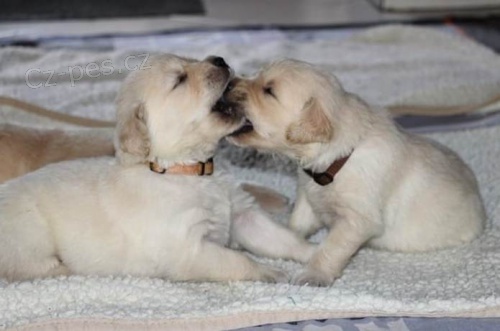 zdrav� �t��ata zlat� retr�vr pro p�ijet�.