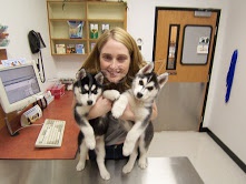 Jedine�n� vel�sk� �t��ata sibi�sk�ho husky