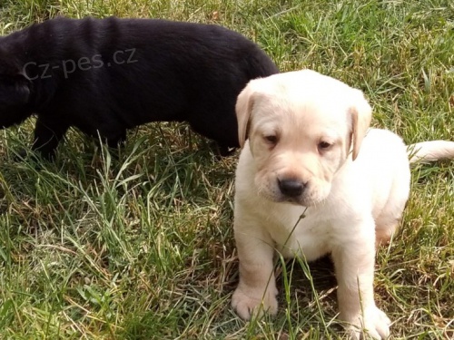 Labrador �t���tka p�ipravena na sv�j nov� domov brzy.
