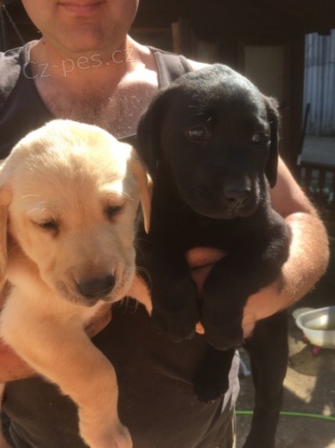 Labrador �t���tka p�ipravena na sv�j nov� domov brzy.