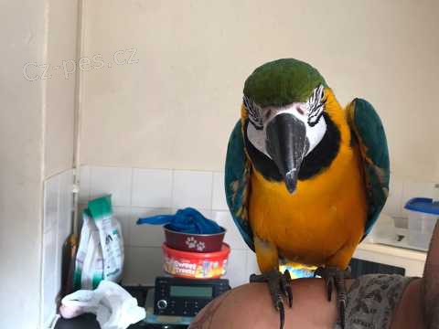 Kr�sn� 2 roky Ara Ararauna papou�ci