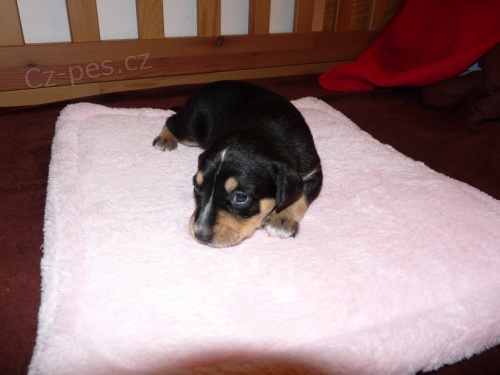 Peru�nsk� nah�� - zad�m �t��ata