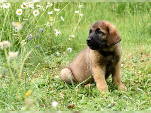 zdrav ttka Leonberger terir pro pijet