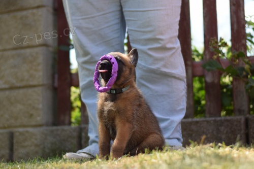 Belgick ovk malinois