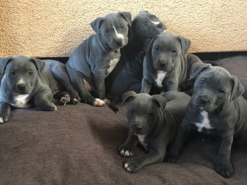 Prod�m �t���tka Staforda